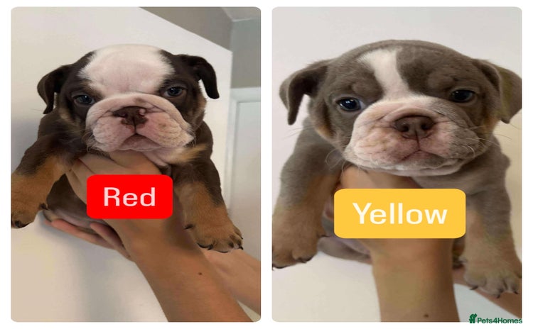 English Bulldog dogs - Advert 1