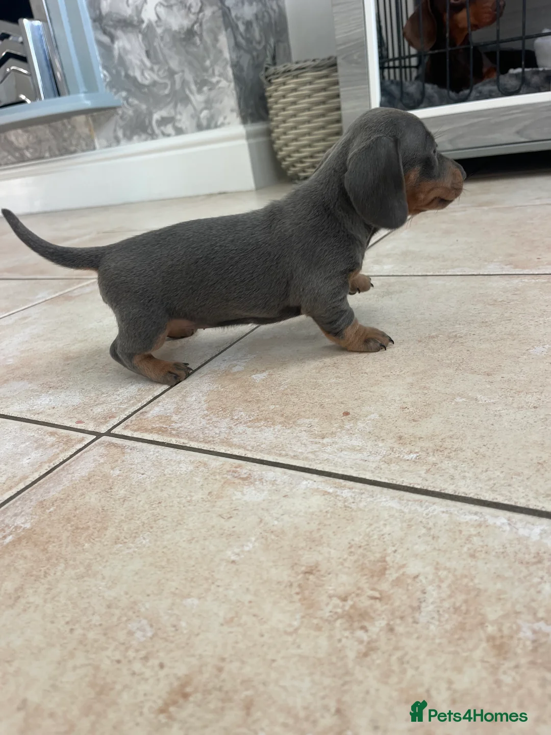 Miniature Dachshund dogs for sale: Stunning Dachshunds - Advert 6