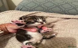 British Shorthair cats for sale: Gorgeous kittens - Image 20