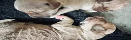 Labradoodle dogs for sale: Labradoodle Puppies - Wonderful Temperaments - Advert 18
