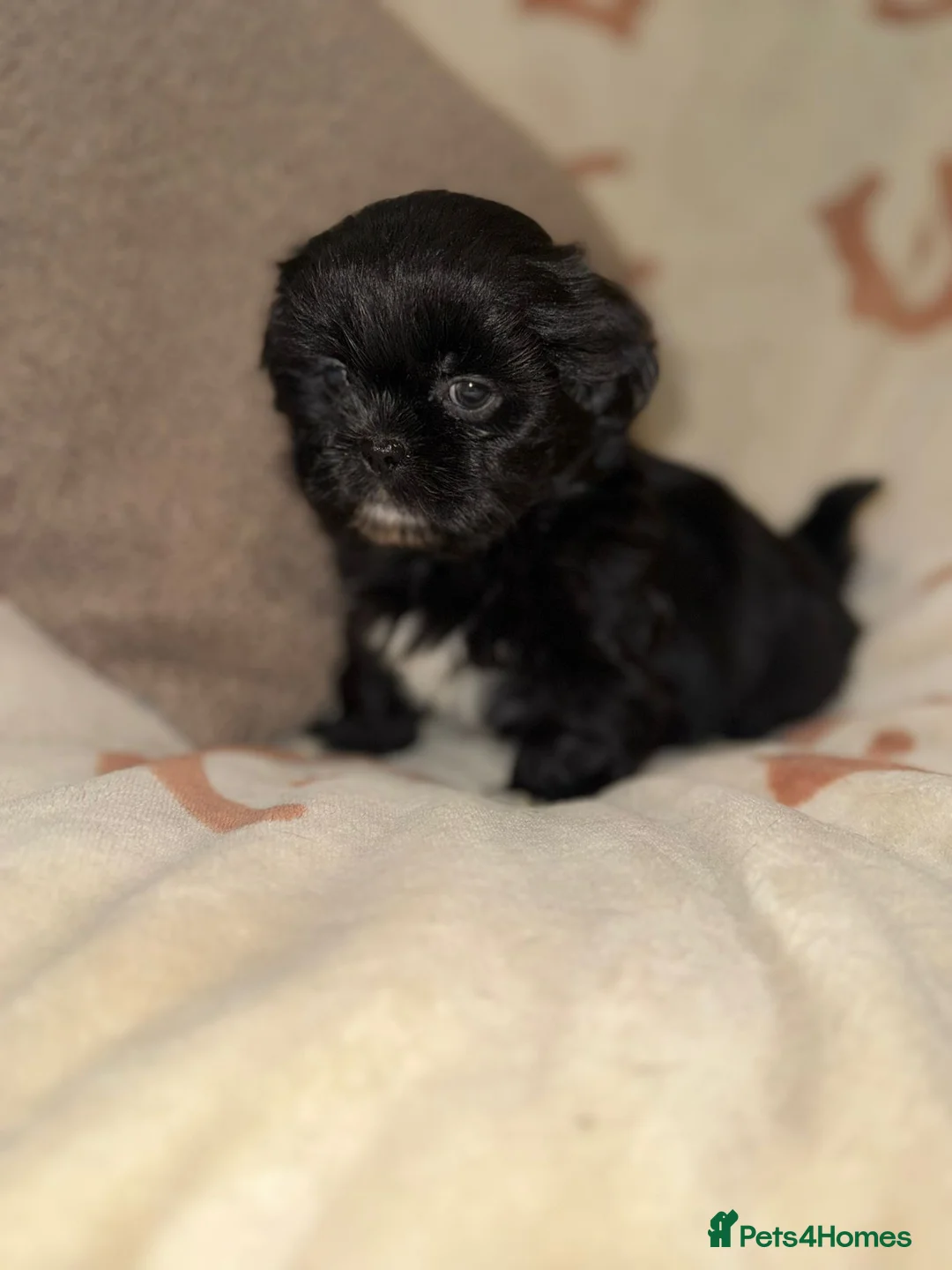 Shih Tzu dogs for sale: Stunning Black Shih Tzu Puppies - Advert 33