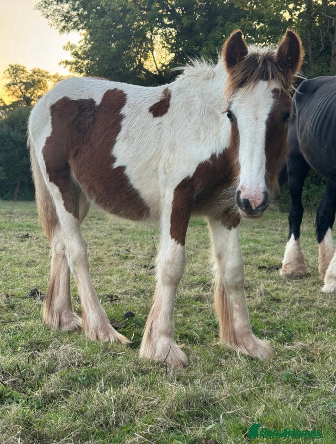 Irish Cob horses Chesney the Irish cob colt - Advert 1