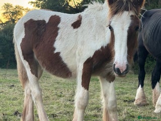 Irish Cob horses Chesney the Irish cob colt - Advert 1