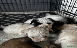 Shichon dogs for sale: 5 beautiful Shichon girls  - Image 15