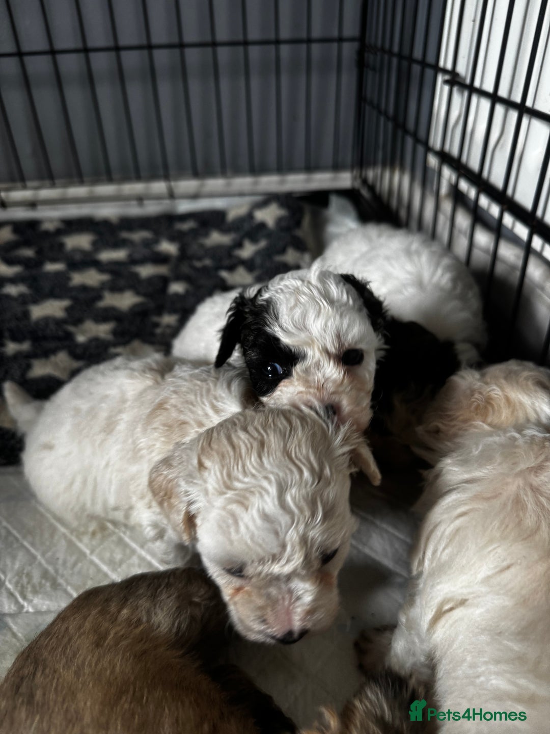 Shichon dogs for sale: 5 beautiful Shichon girls  - Image 15