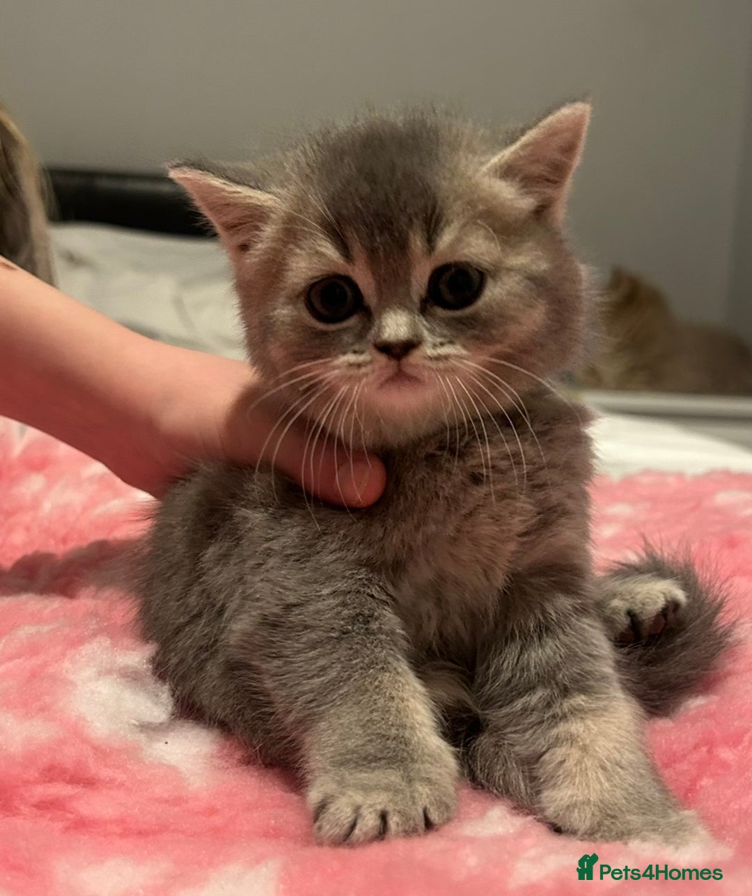 British Shorthair cats for sale: Beautiful British Shorthair kittens  - Advert 13