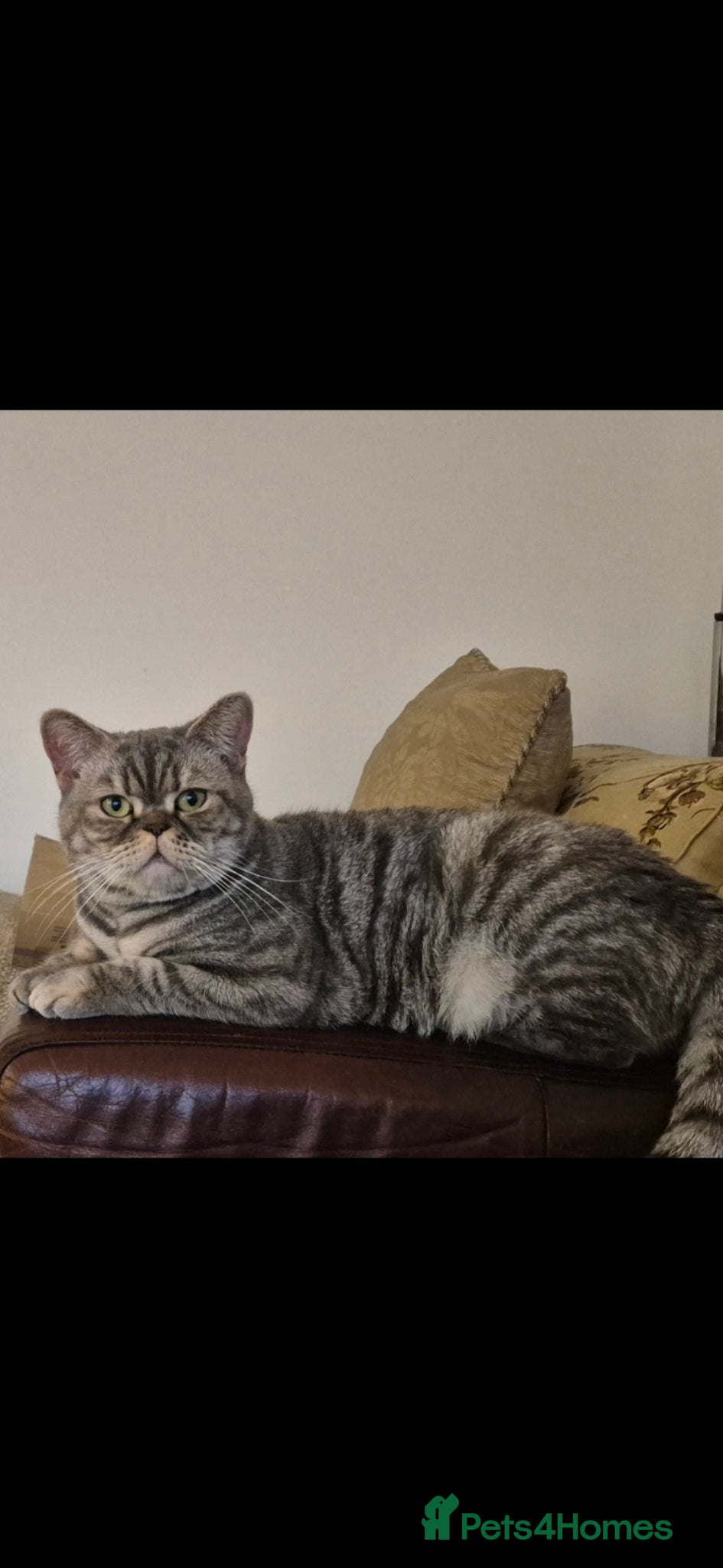 British Shorthair cats for sale: British Shorthair Kittens  - Advert 1