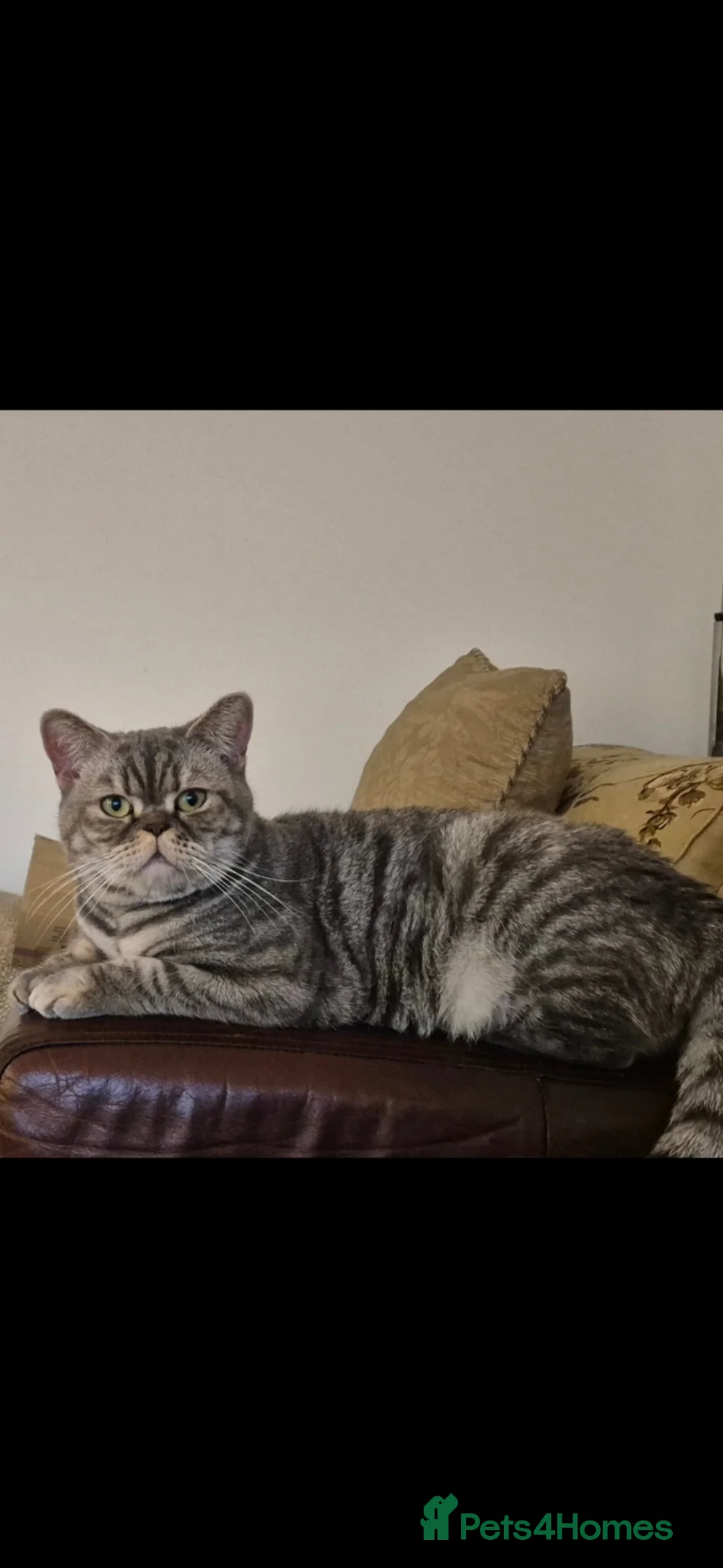 British Shorthair cats for sale: British Shorthair Kittens  - Advert 1