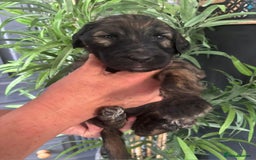 Goldendoodle dogs for sale: MultiGen Goldendoodles  - Image 10