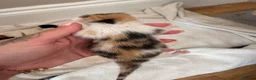 Mixed Breed cats for sale: Part ragdoll kittens  in Tamworth - Advert 10