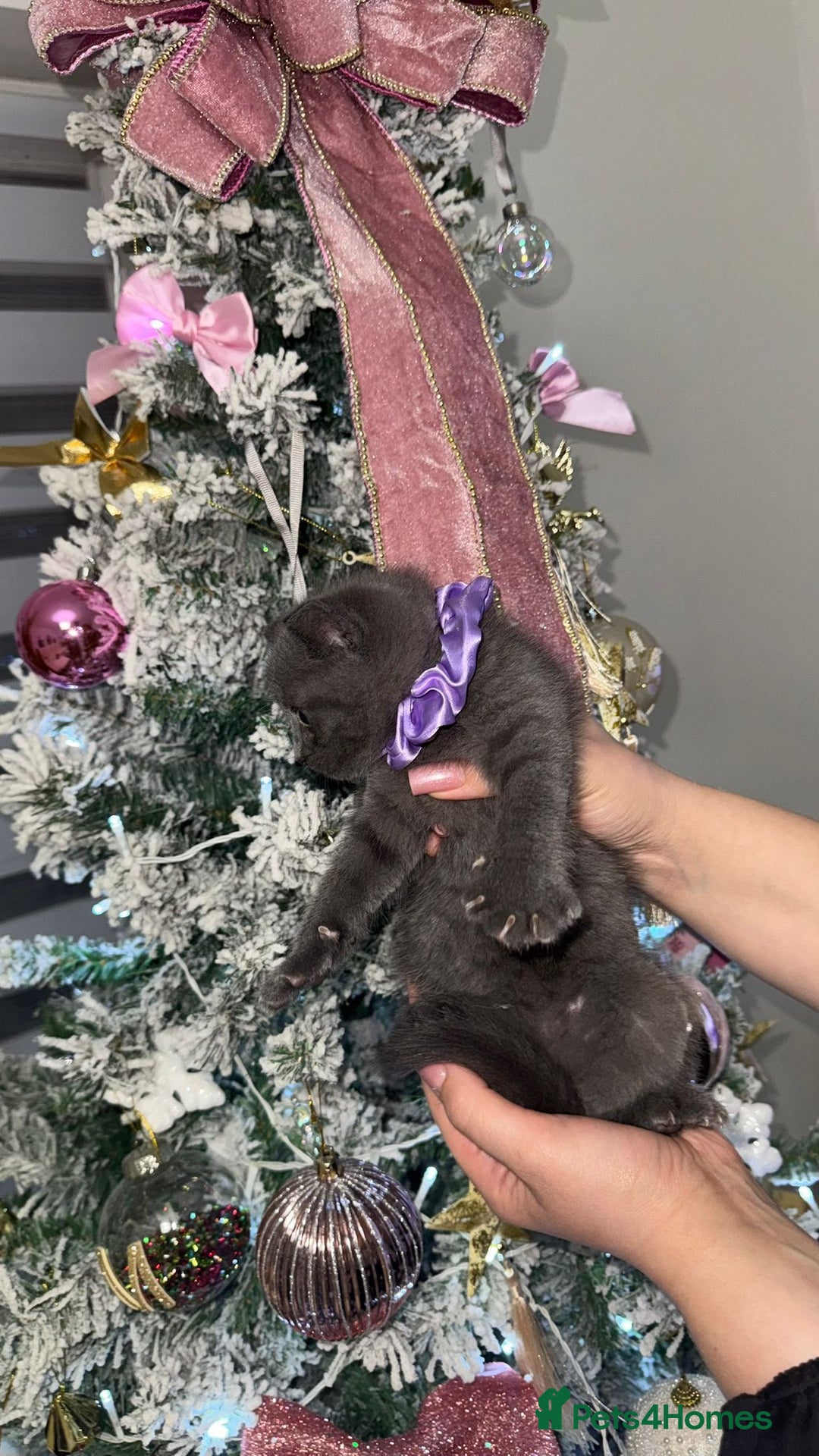 British Shorthair cats for sale: SCOTTISH STRAIGHT KITTENS  - Advert 5