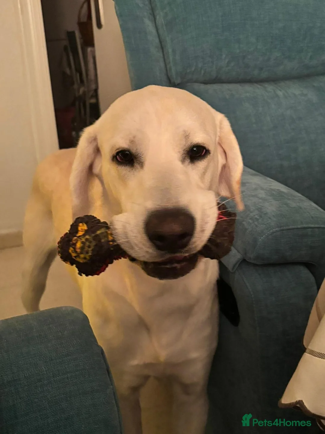 Mixed Breed dogs for adoption: Simba Needs a Home 🌺 🌹 🌹  - Advert 2