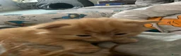 Mixed Breed cats for sale: Kittens - Advert 3
