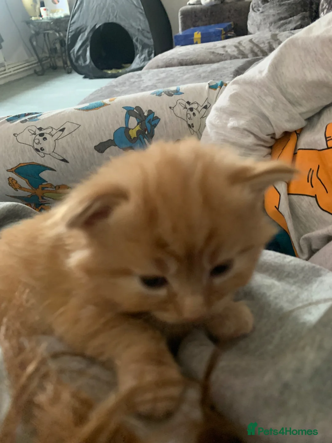 Mixed Breed cats for sale: Kittens - Advert 3