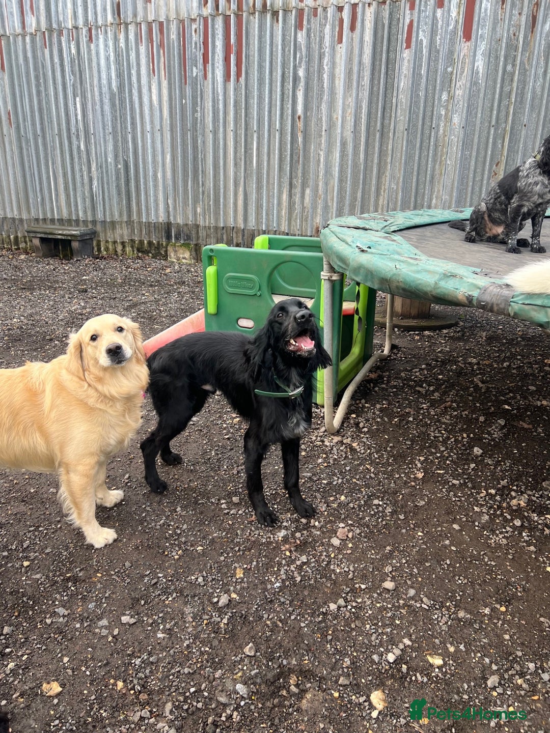 Mixed Breed dogs for sale: Setter cross Spaniel for adoption  - Advert 4