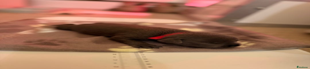 Staffordshire Bull Terrier Puppy 2