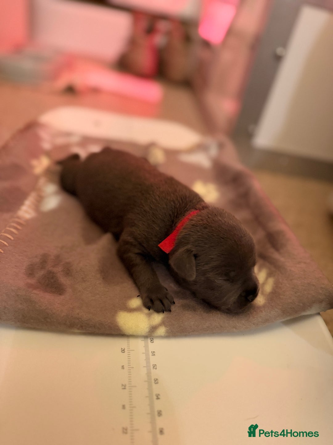 Staffordshire Bull Terrier dogs for sale: 🏆4 multi int champion Zeus Kante Pups for sale 🏆 - Image 11