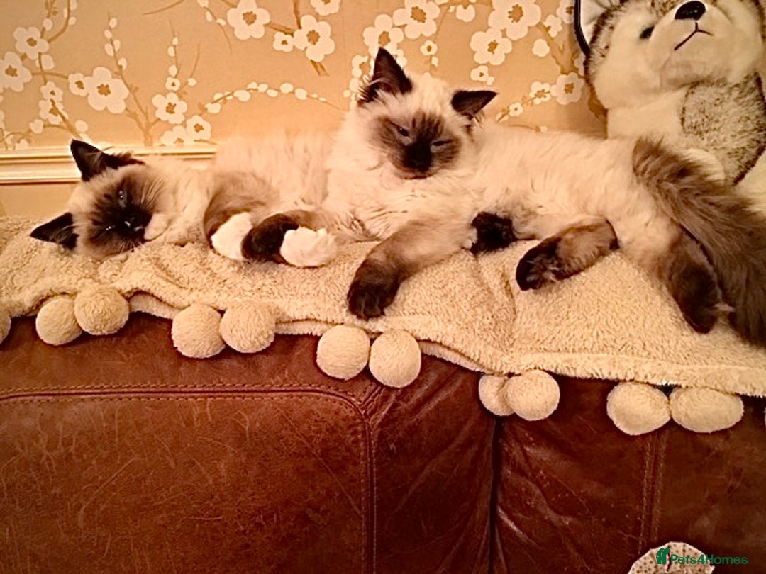 Ragdoll cats for sale: 3 Pedigree Ragdoll Kittens For Sale - Image 11