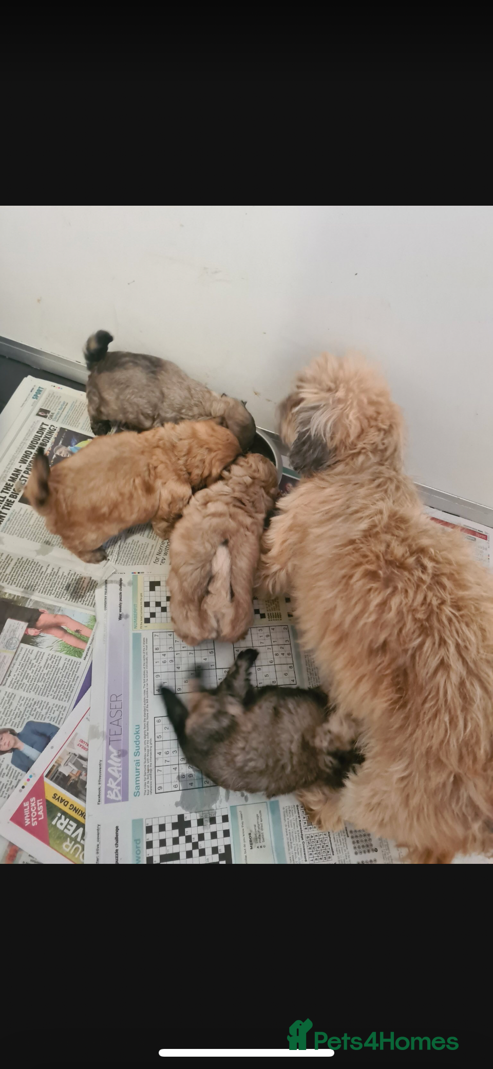 Shihpoo dogs shihpoo puppies for sale  - Advert 1