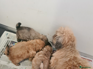 Shihpoo dogs shihpoo puppies for sale - Advert 1