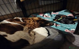 Sprocker dogs for sale: Sprocker Spaniels for Sale ready 1st November - Image 3