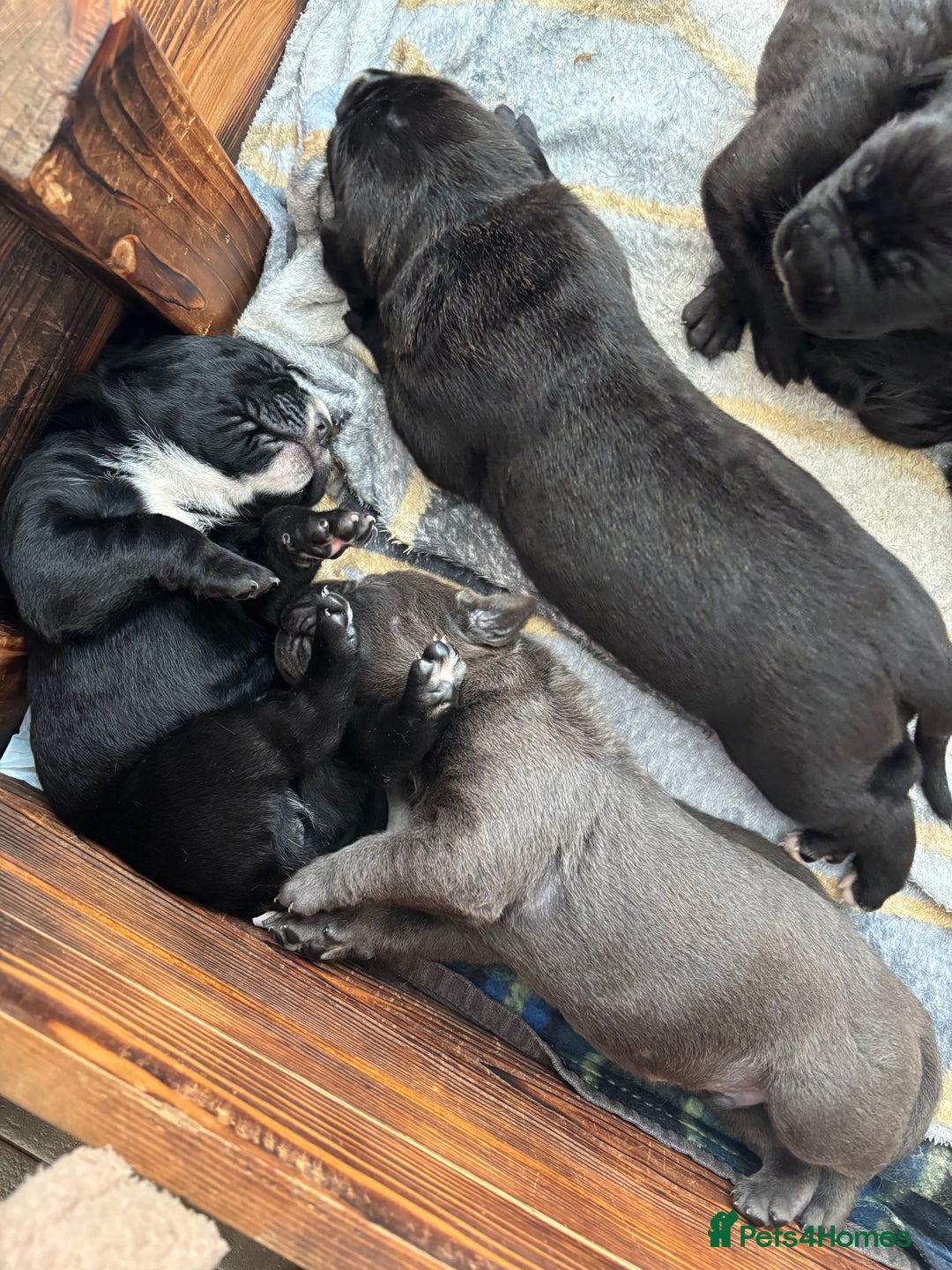 Cane Corso dogs for sale: 🐾Cane Corso Pups ready for Their Forever Homes!🐾 - Image 3