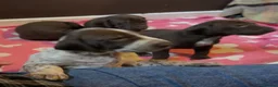 German Shorthaired Pointer dogs for sale: GSP puppies available to reserve - Advert 4