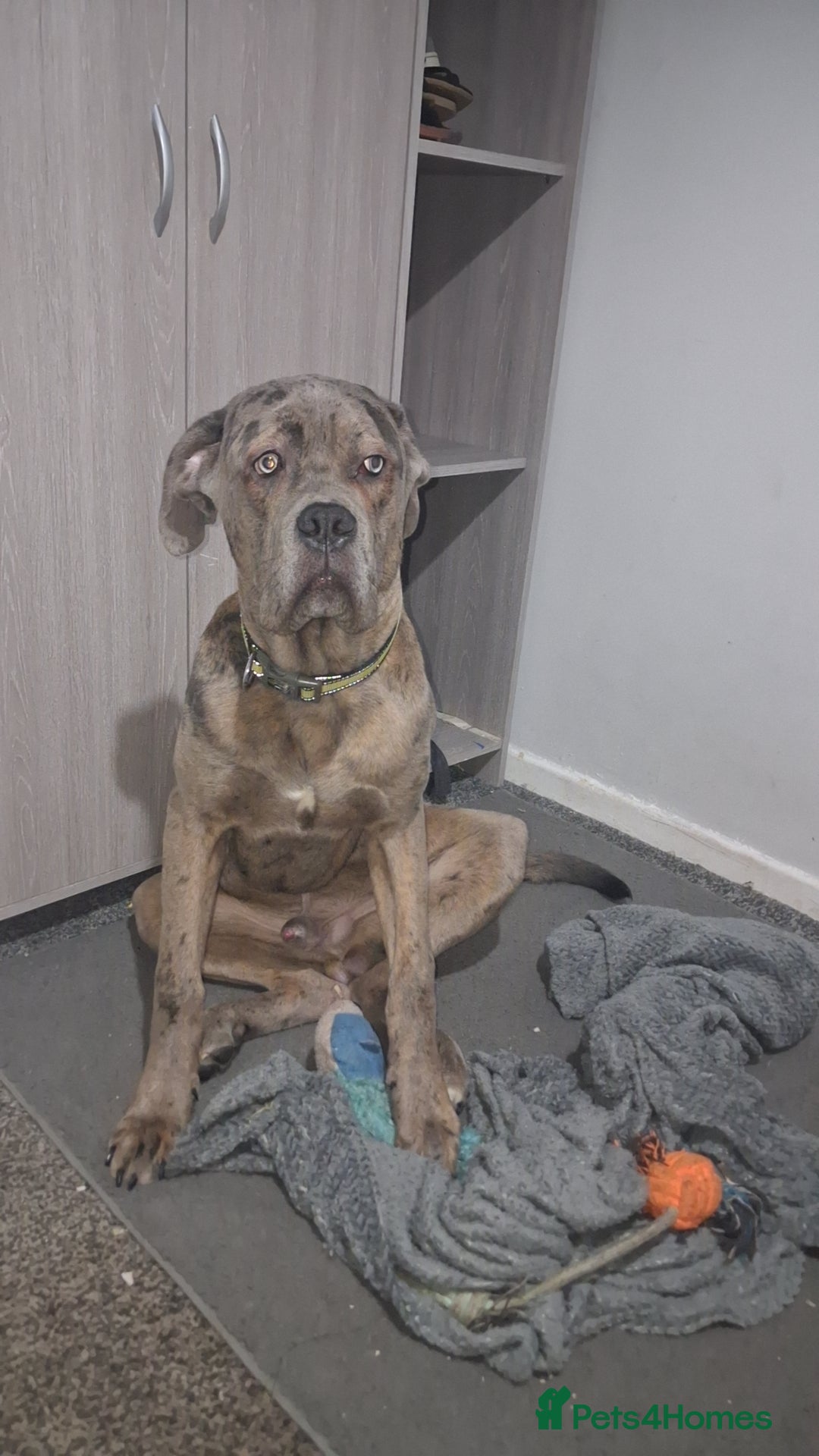 Cane Corso dogs for sale: Merle Cane Corso - Advert 6