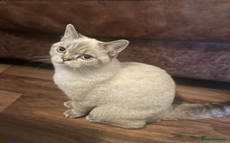 British Shorthair cats for sale:  British shorthair colourpoint pedigree kittens  - Image 21