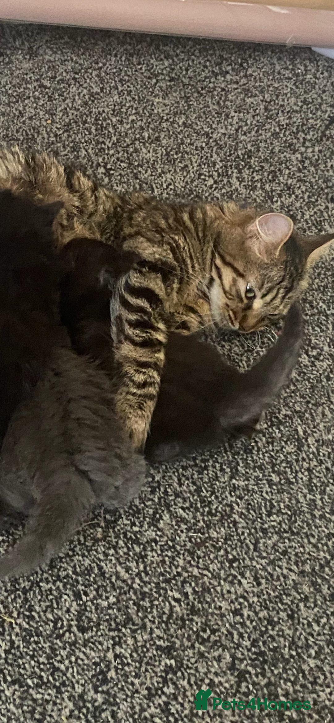 Mixed Breed cats for sale: Mainecoon and british shorthair mix  - Image 28