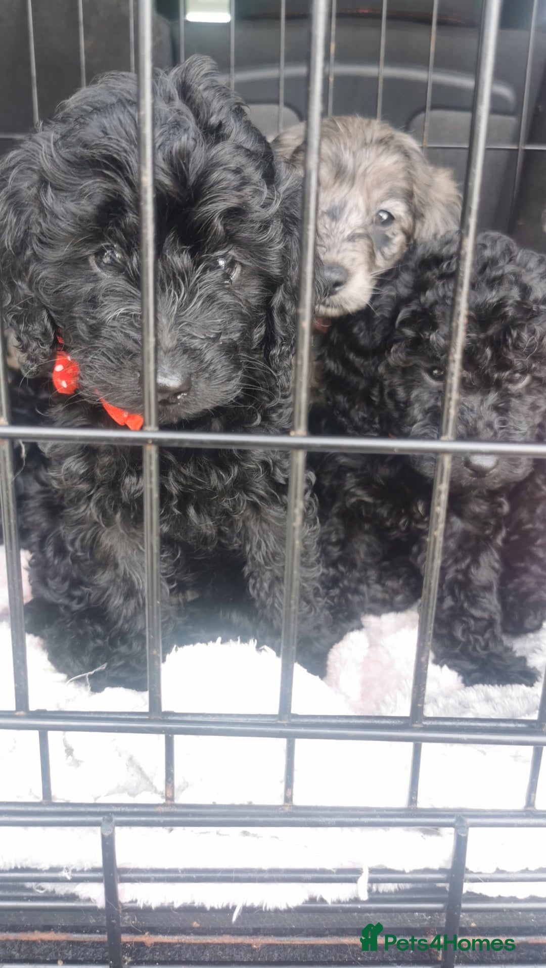Cockapoo dogs for sale: Cockapoo puppies  - Image 7
