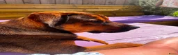 Mixed Breed dogs for sale: Tyson - Advert 2