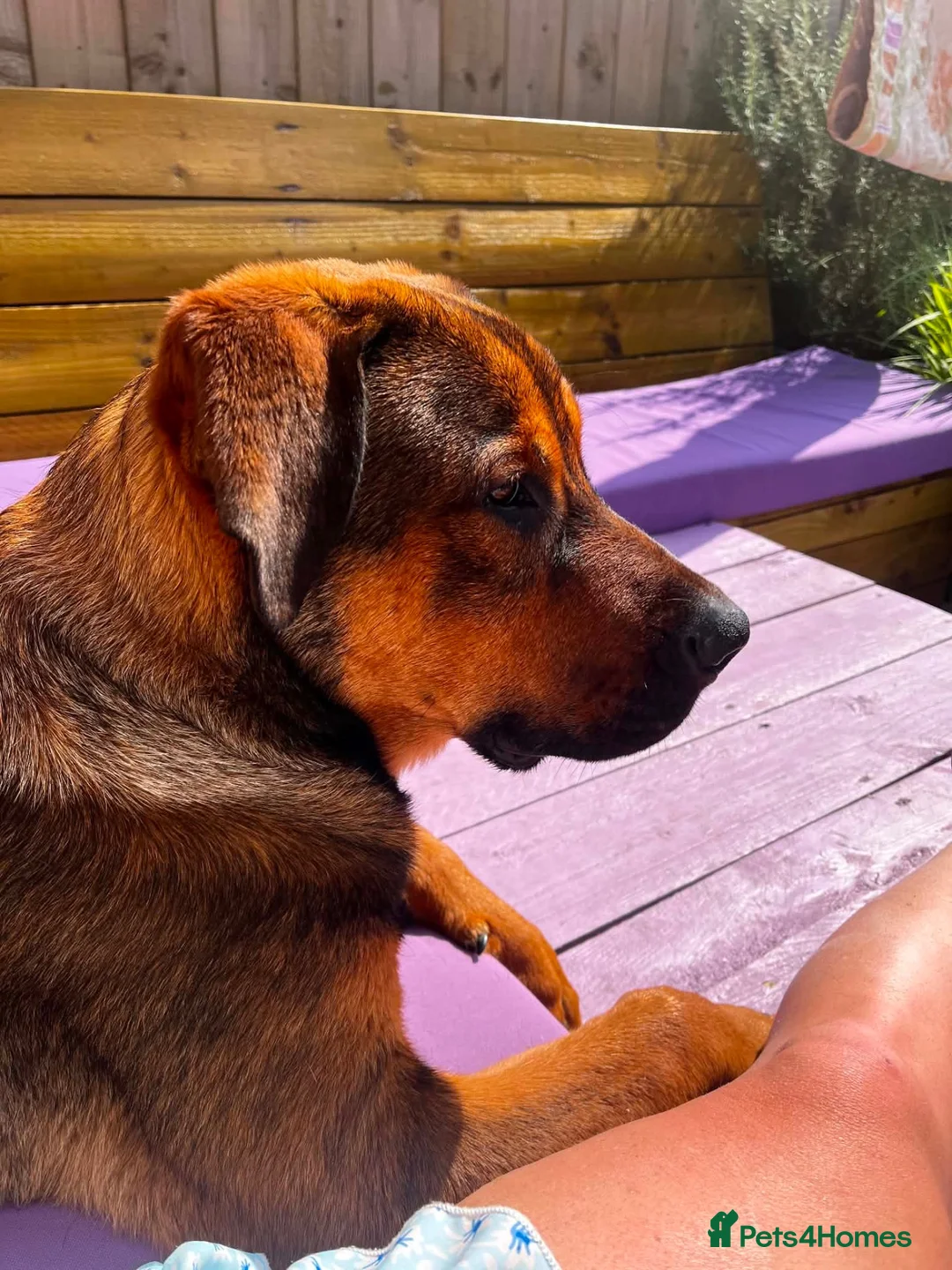 Mixed Breed dogs for sale: Tyson - Advert 2