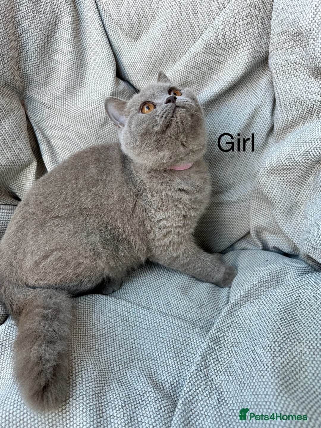British Shorthair cats for sale: Ready British Shorthair Chunky Kittens - Advert 14