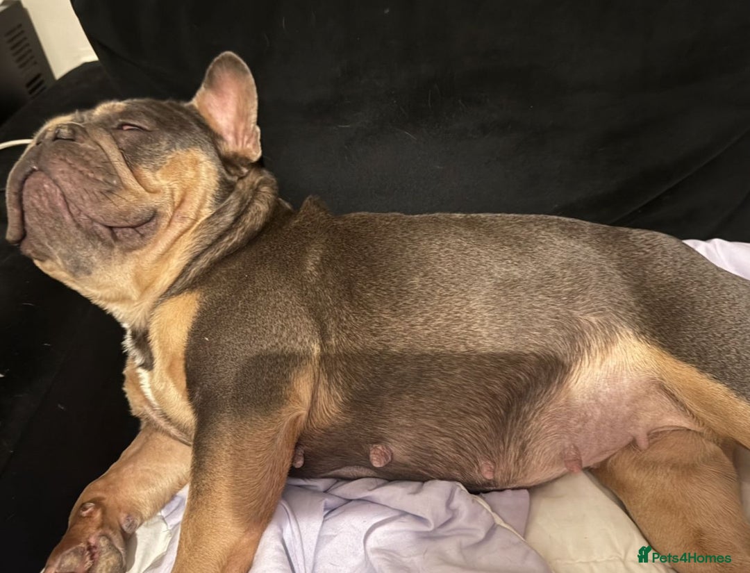 French Bulldog dogs for sale: Fluffy carrier French bulldogs - Image 2