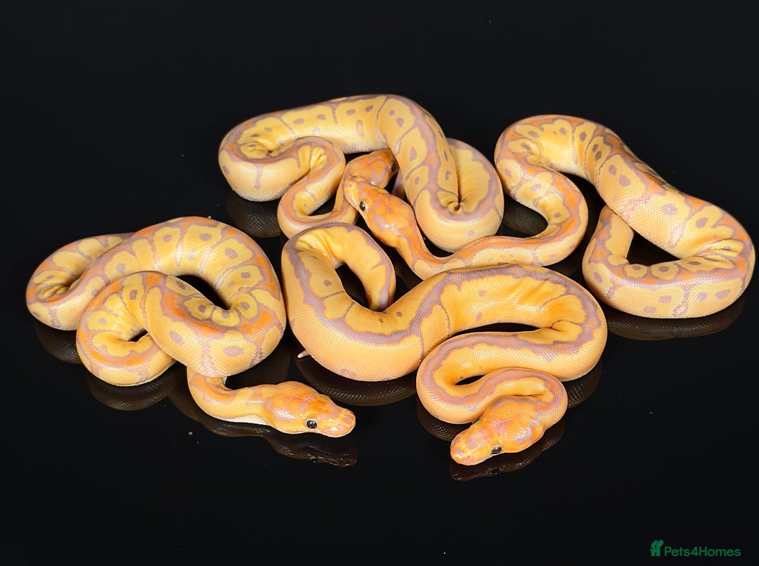 Python Snake reptiles for sale: Royal pythons  - Image 17
