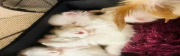 Persian cats for sale: ♥️🍃 ꨁ EXOTIC PERSIAN DOLL FACE KITTENS FOR SALE - Advert 21