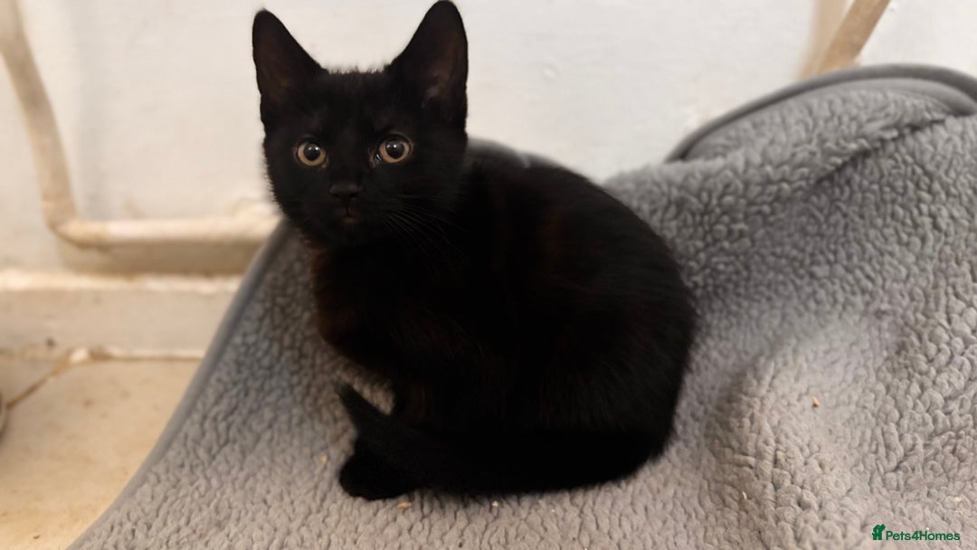 Mixed Breed cats for sale: 3 mixed female and 1 male  - Image 14