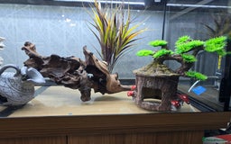Angelfish fish for sale: Juwel Rio 180l - Image 17