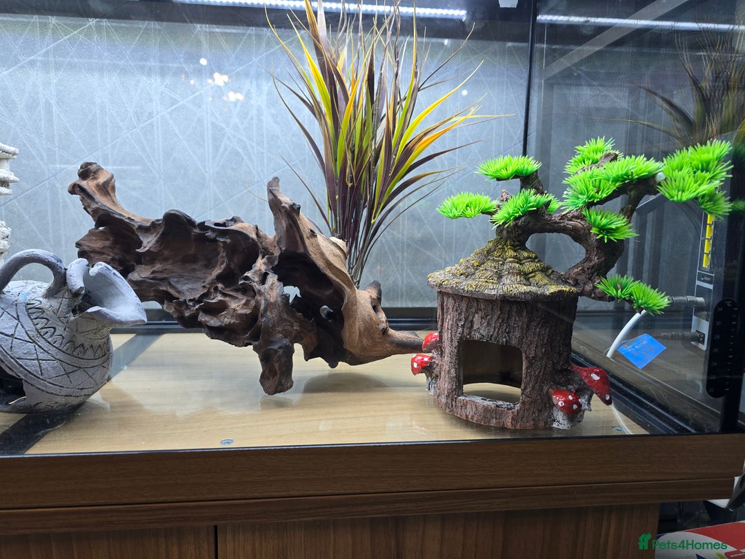 Angelfish fish for sale: Juwel Rio 180l - Image 17