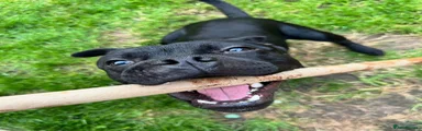 Staffordshire Bull Terrier 1