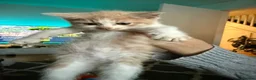 Mixed Breed cats for sale: Beautiful kittens mixed with ragdoll - Advert 36