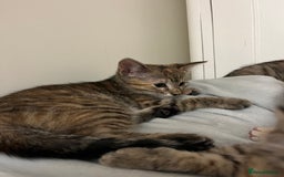 Mixed Breed cats for sale: Beautiful kittens ready for loving new homes.  - Image 32