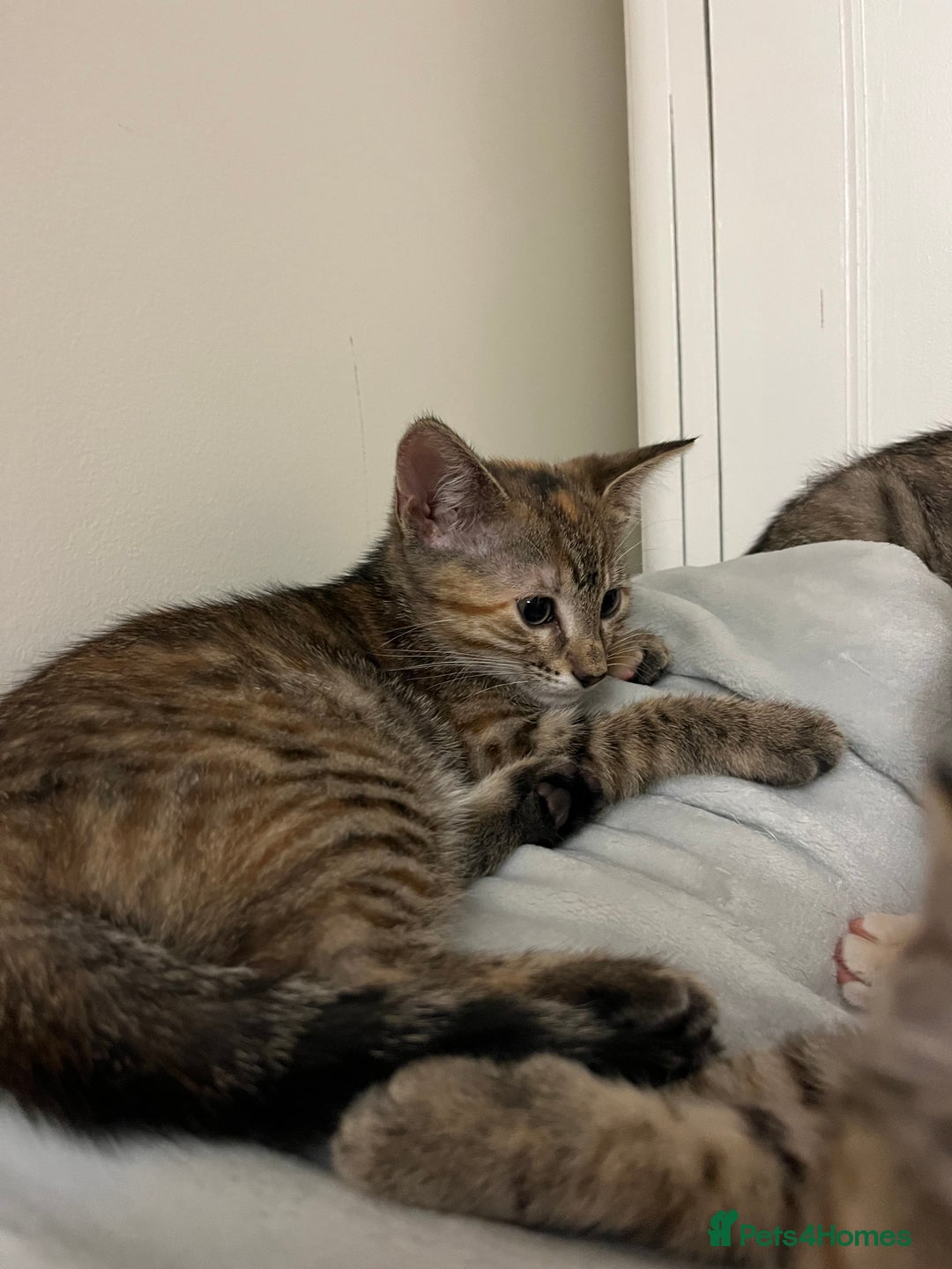 Mixed Breed cats for sale: Beautiful kittens ready for loving new homes.  - Image 32