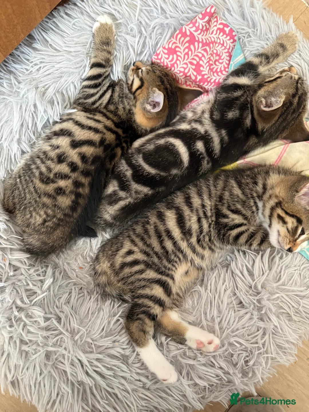 Mixed Breed cats for sale: Beautiful marked kittens 🌸 - Advert 1