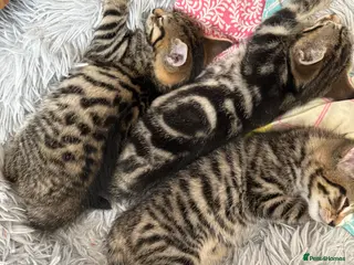 Mixed Breed cats Beautiful marked kittens 🌸 - Advert 8