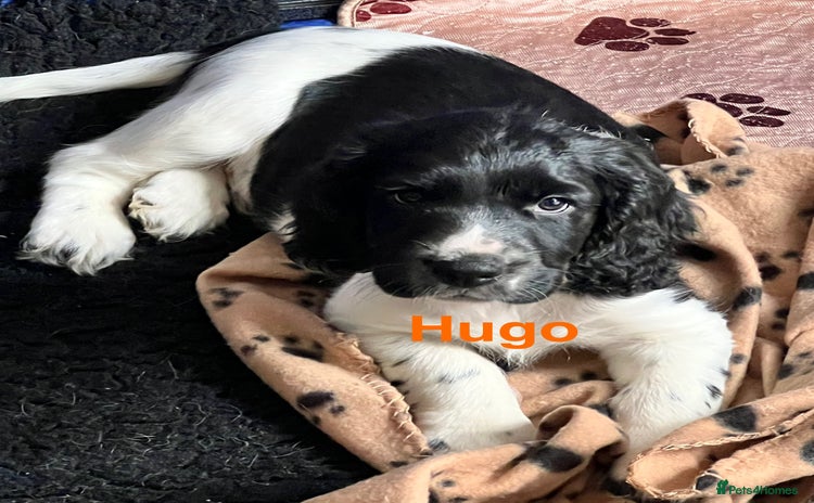 Sprocker dogs - Advert 3