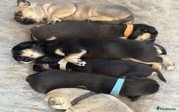 Frug dogs for sale: Gorgeous chunky pups - Image 1