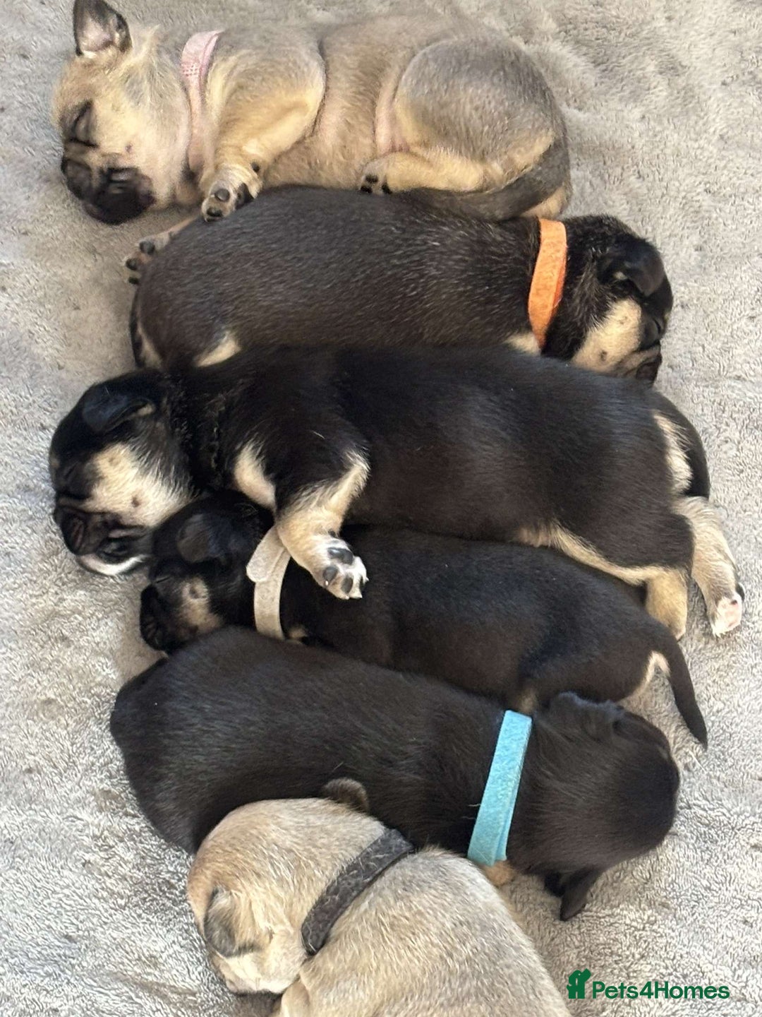 Frug dogs for sale: Gorgeous chunky pups - Image 1