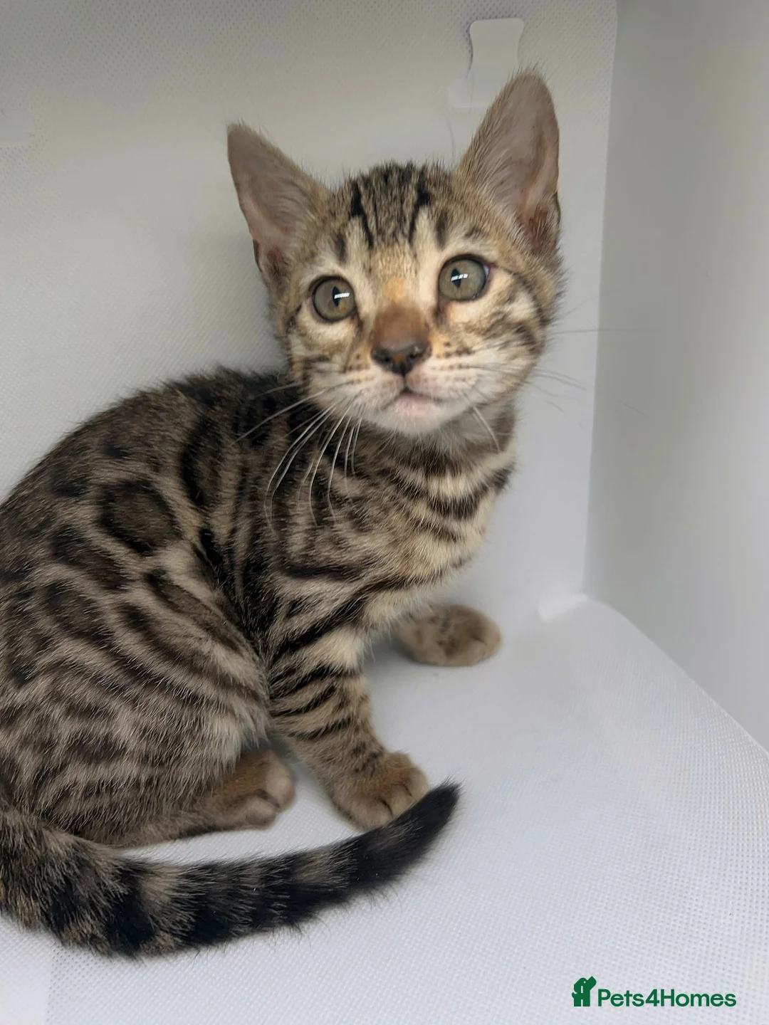 Bengal cats for sale: Stunning Purebred Bengal Kittens in London - Advert 1